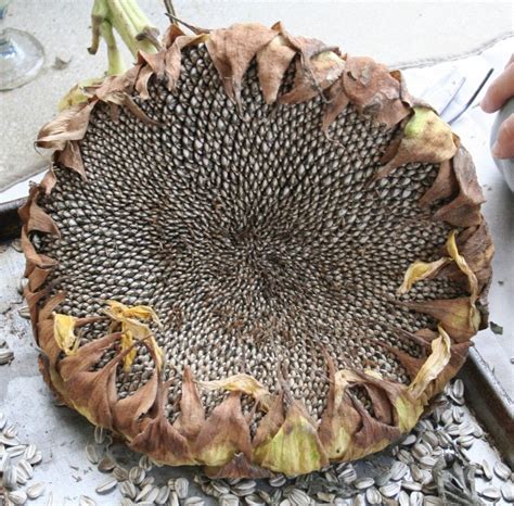 what to do with sunflower heads