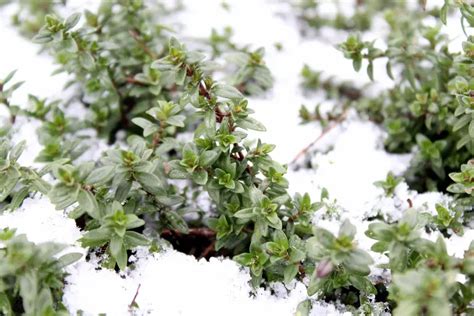 What To Do With Thyme In Winter