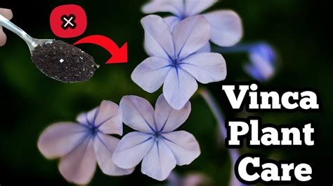 What To Do With Vincas In The Winter