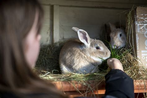 What To Do With Your Rabbit When It Dies