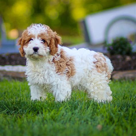 What To Expect From A Cavapoo Puppy
