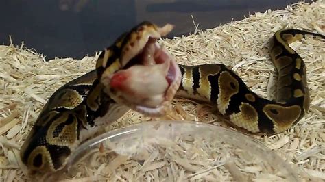 What To Feed A Ball Python Besides Mice