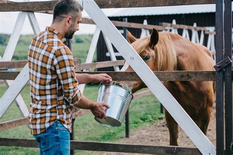 what to feed a horse