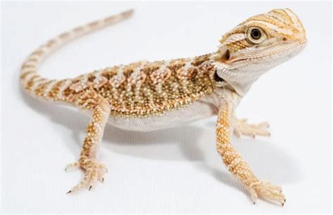 what to feed a juvenile bearded dragon