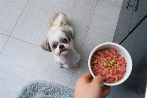 what to feed a shih tzu