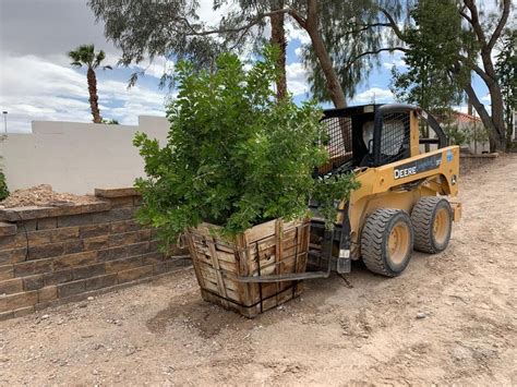 What To Feed Box Trees