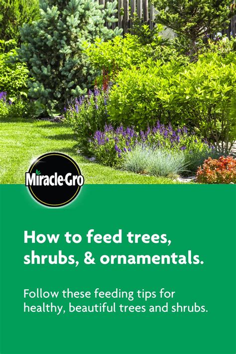 What To Feed Trees In Spring