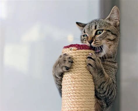 What To Get A Cat That Likes To Chew