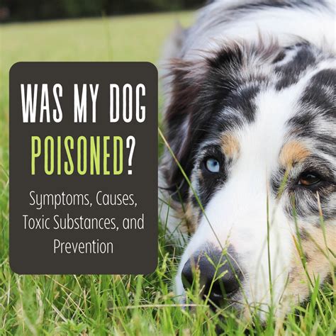 what to give a poisoned dog