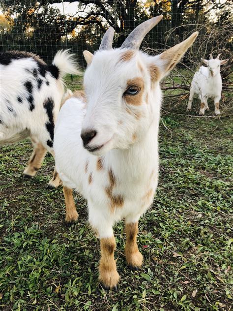 what to know about nigerian dwarf goats