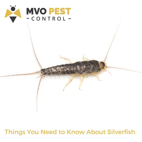 8 Things what to know about silverfish: Pest Control & Prevention Guide