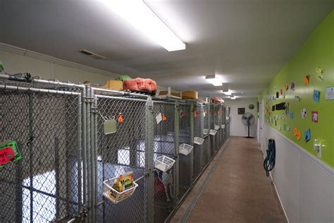 what to look for in a dog kennel near me