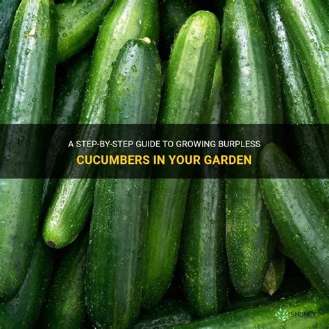 What To Make With Cucumbers From The Garden