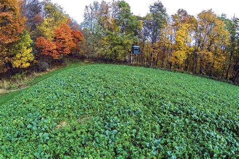 What To Plant In A Fall Food Plot