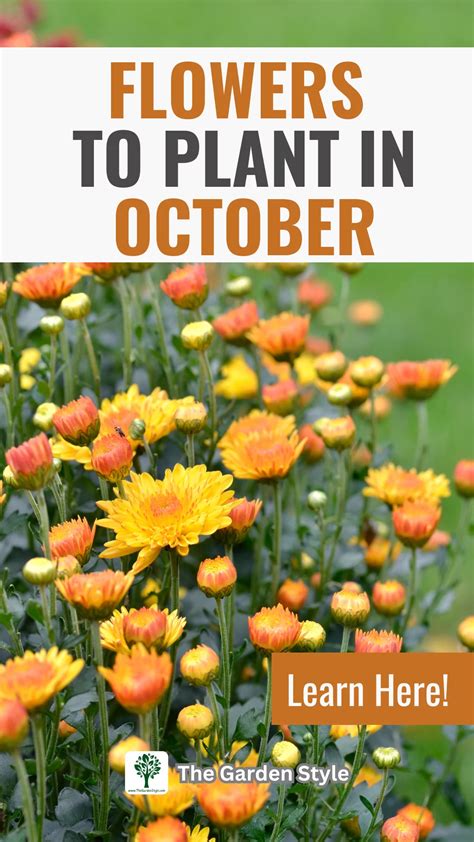 What To Plant In October In Oklahoma