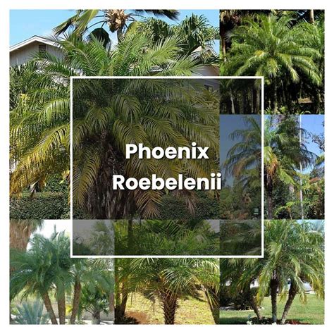 What To Plant In Phoenix Right Now