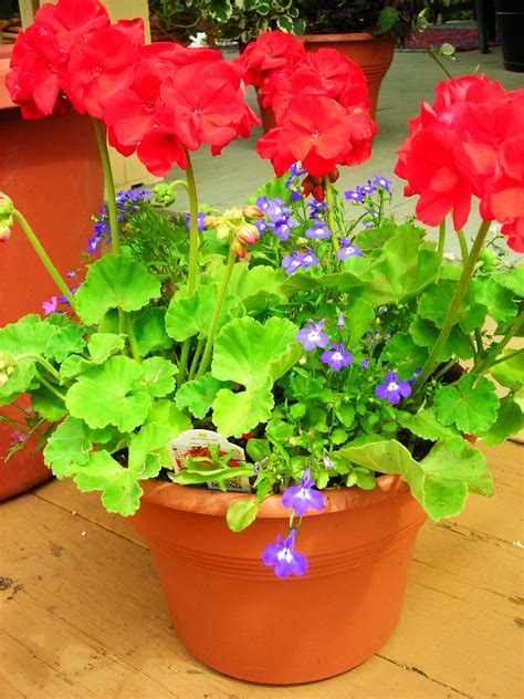 what to plant with geraniums