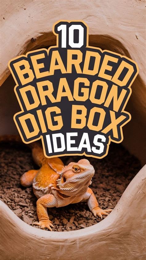 What To Put In A Bearded Dragon Dig Box