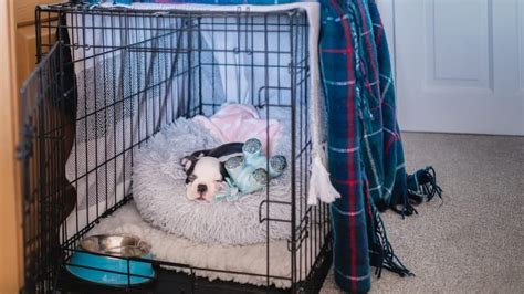 What To Put In A Crate With A Puppy