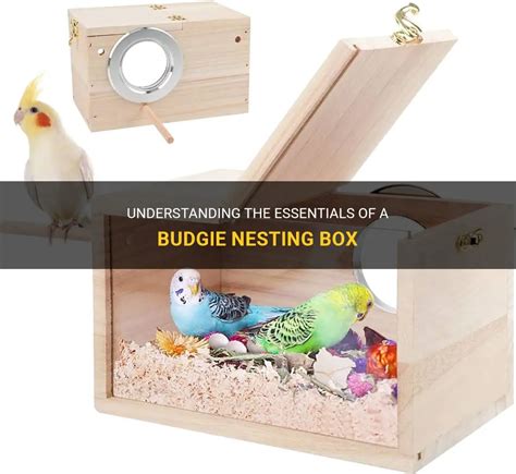 What To Put In A Nesting Box For Budgies