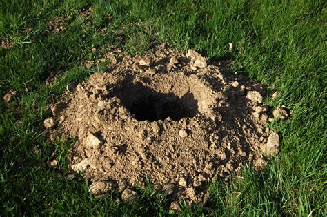 What To Put In Gopher Hole