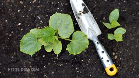 What To Put In Soil For Cucumbers