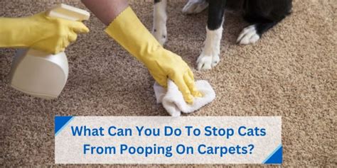 What To Put On Carpet To Keep Cat From Pooping
