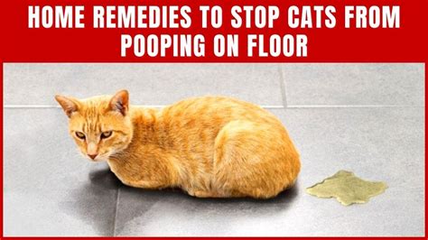 What To Put On Carpet To Keep Dog From Pooping