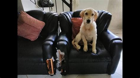 What To Put On Things So Dogs Won't Chew