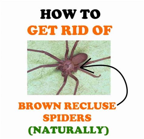 what to spray for brown recluse spider