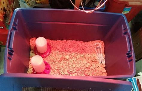 What To Use For A Brooder Box