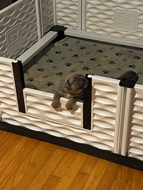 What To Use In Whelping Box