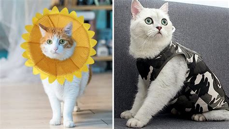 What To Use Instead Of A Cone For A Cat