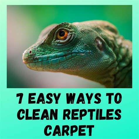 What To Use Instead Of Reptile Carpet