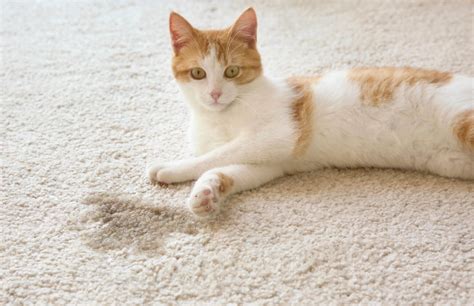 What To Use On Cat Pee In Carpet