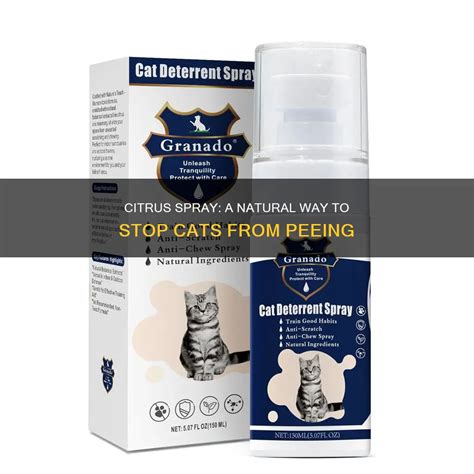 What To Use To Stop Cats From Peeing In The House