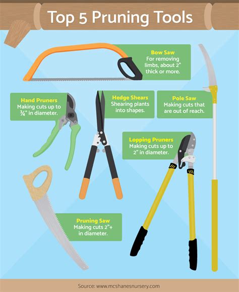 What Tool To Use To Prune Trees