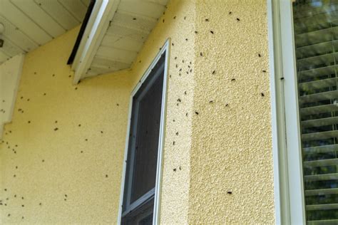 What Tree Attracts Boxelder Bugs