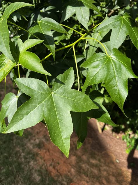 What Tree Has A Leaf With 3 Points