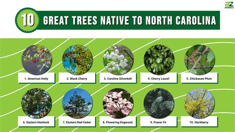 What Trees Are Native To Nc