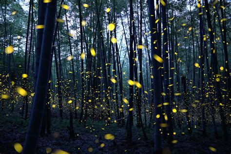What Trees Attract Fireflies