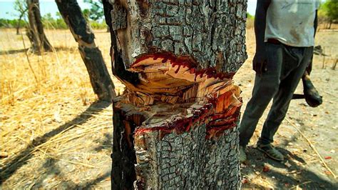 What Trees Bleed Red