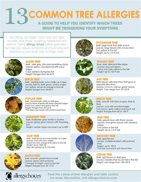 What Trees Can Cause Allergies
