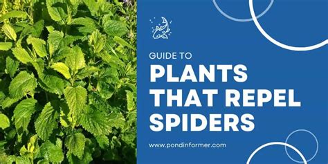 What Trees Do Spiders Hate