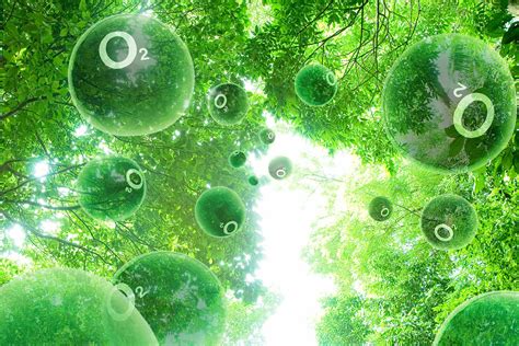 What Trees Produce Oxygen