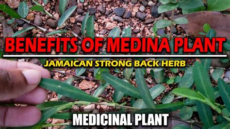 what two jamaican plants are medicinal