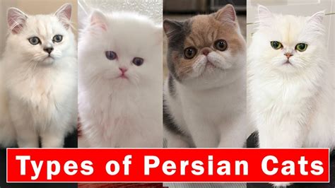 what type is persian