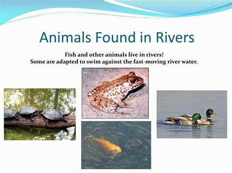 what type of animals live in rivers
