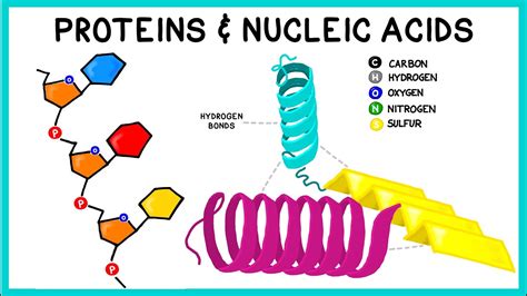 what type of biomolecule is responsible for coding proteins