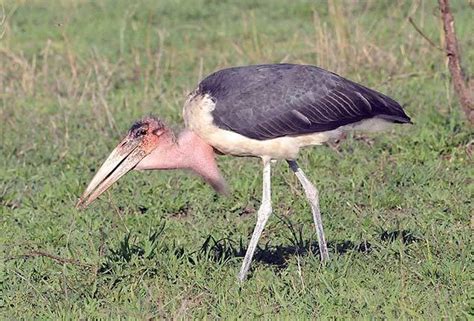 what type of bird is a marabou